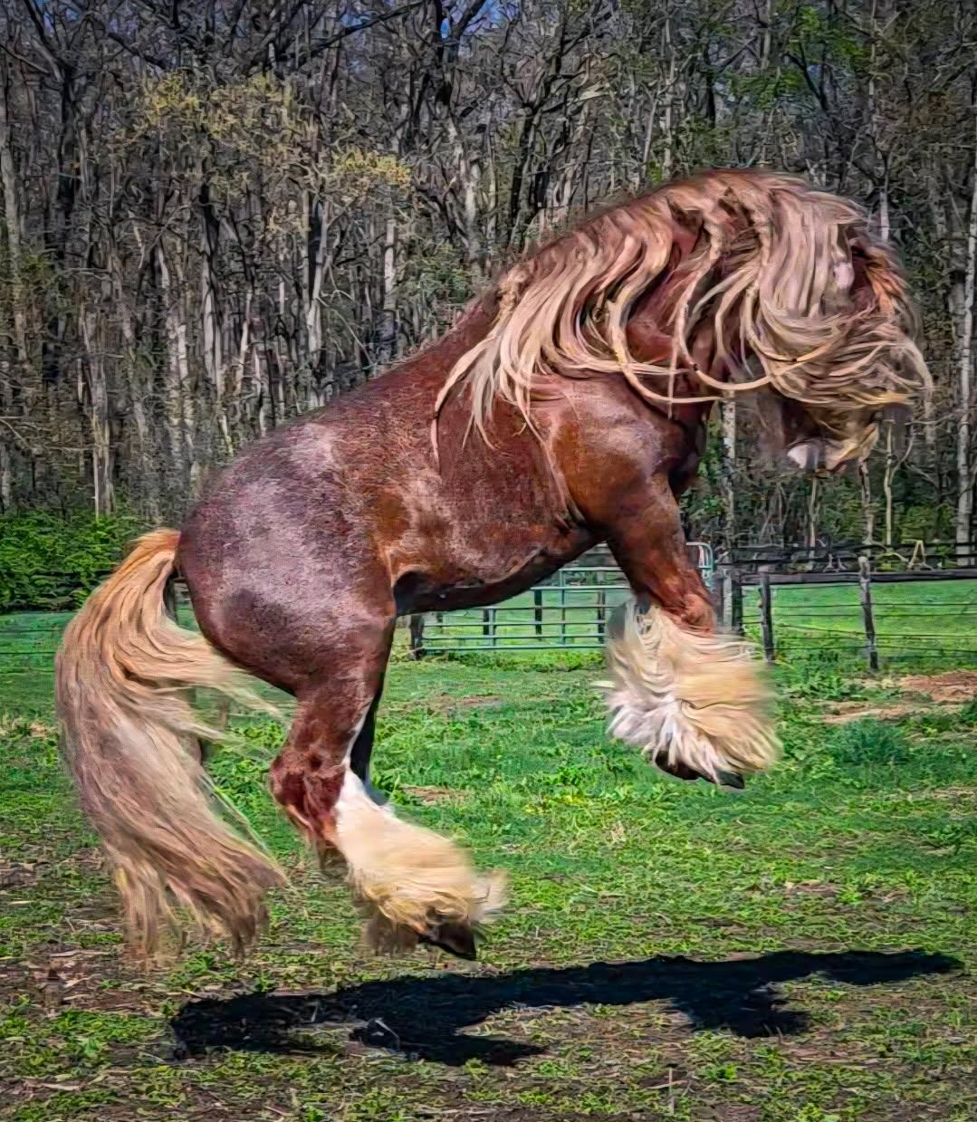 Bronze Cowgirl